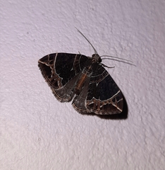 Ecliptopera dentifera