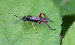 Macrophya diversipes