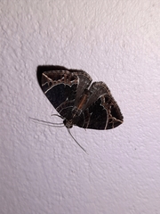 Ecliptopera dentifera