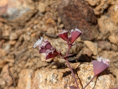 Sidotheca emarginata