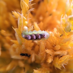 Arthropoda