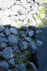 Elaphe quadrivirgata
