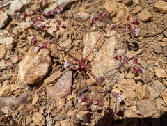 Sidotheca emarginata