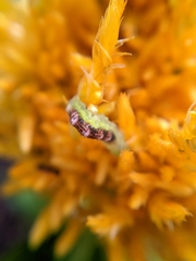 Arthropoda