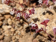 Sidotheca emarginata