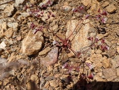 Sidotheca emarginata