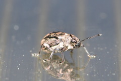 Phyllobius pyri