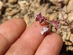 Sidotheca emarginata