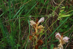Orobanche teucrii