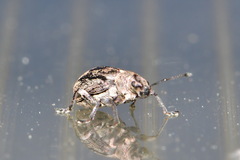 Phyllobius pyri