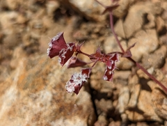 Sidotheca emarginata