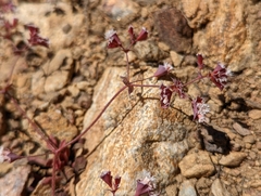 Sidotheca emarginata