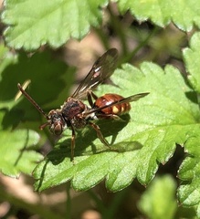Nomada