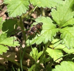 Nomada