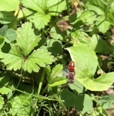 Nomada