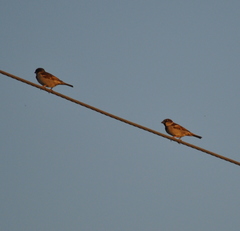 Passer domesticus