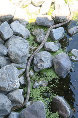 Elaphe quadrivirgata