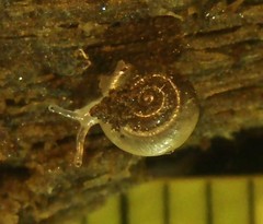 Hawaiia minuscula
