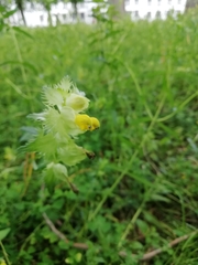 Rhinanthus alectorolophus