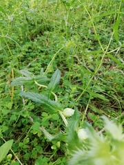 Rhinanthus alectorolophus