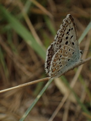Polyommatus hispana