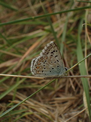 Polyommatus hispana