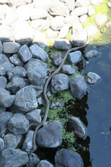 Elaphe quadrivirgata