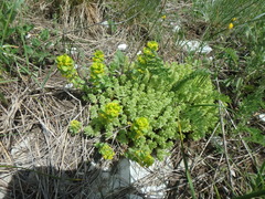 Cruciata taurica