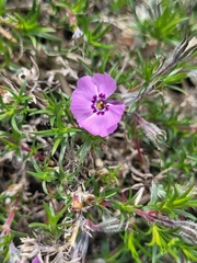 Phlox douglasii