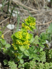 Cruciata taurica