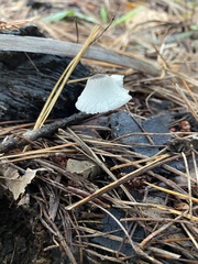 Leucocoprinus truncatus