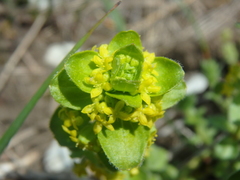 Cruciata taurica