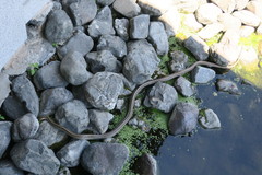 Elaphe quadrivirgata