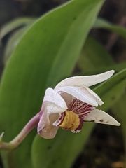 Eria coronaria