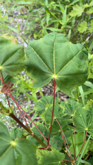 Acer platanoides
