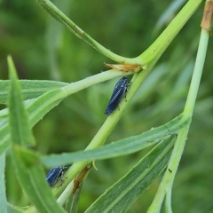 Graphocephala hieroglyphica