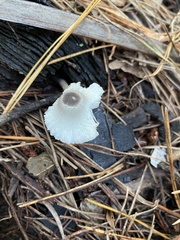 Leucocoprinus truncatus