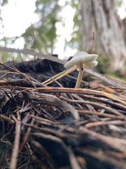 Leucocoprinus truncatus