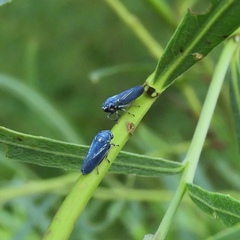 Graphocephala hieroglyphica