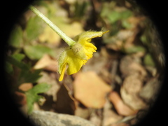 Ranunculus sprunerianus