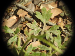 Ranunculus sprunerianus