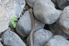 Elaphe quadrivirgata