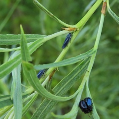 Graphocephala hieroglyphica