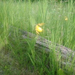 Cypripedium parviflorum pubescens