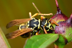 Polistes dominula