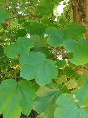 Acer opalus obtusatum