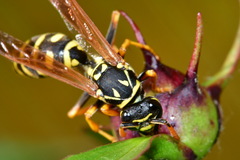 Polistes dominula