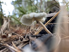 Leucocoprinus truncatus