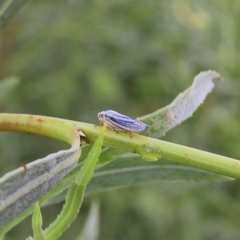 Graphocephala hieroglyphica