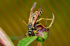 Polistes dominula